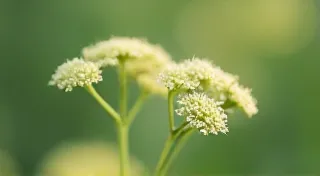 Ephemeral Gardens: Cultivating Fleeting Beauty in Chalkboard Botanical Art